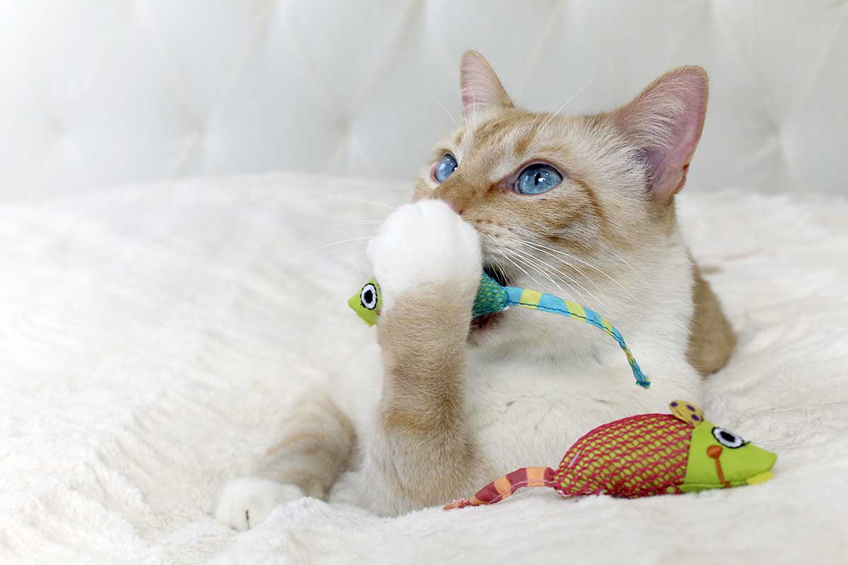 Simple At-Home Hacks to Keep Your Cat’s Teeth Sparkling and Healthy!