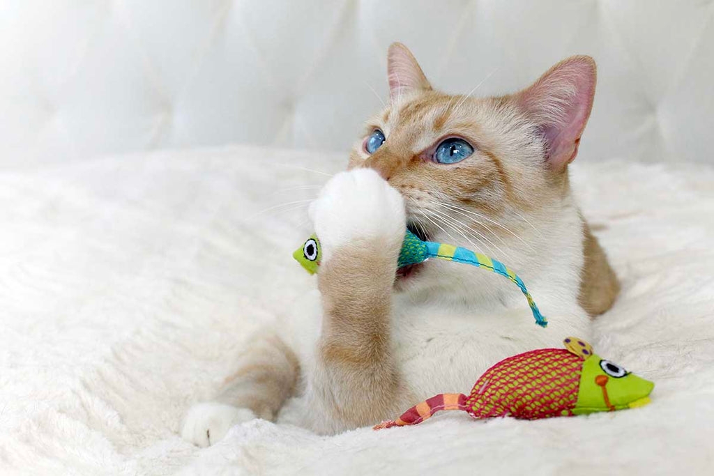 Simple At-Home Hacks to Keep Your Cat’s Teeth Sparkling and Healthy!