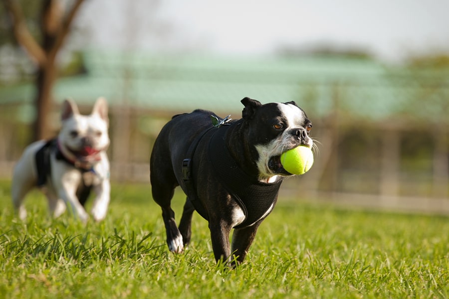 Weight Management for Dogs: Why Skinny Isn’t Just a Look, It’s a Lifeline