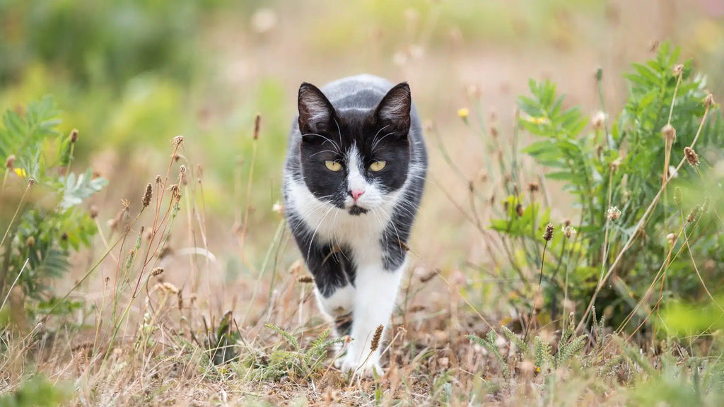 Can Your Cat Flex? How Protein Makes Cats Stronger