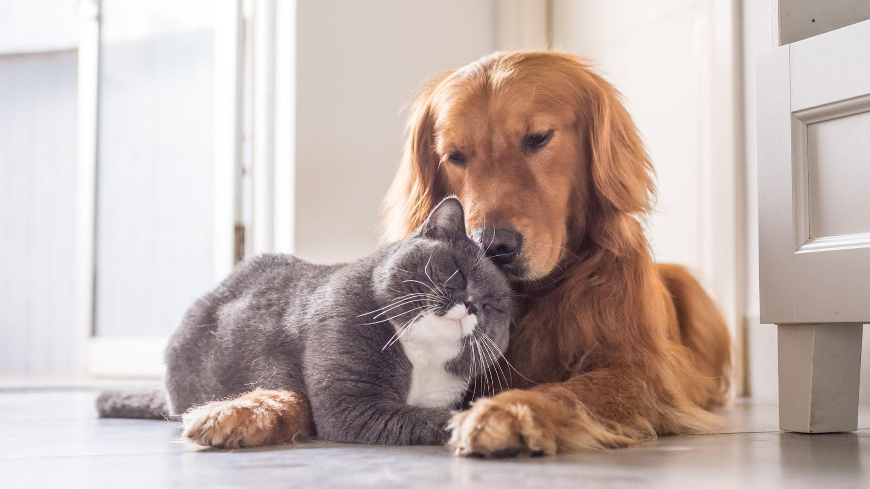 Community Bulk Buying: A New Horizon for Pet Owners