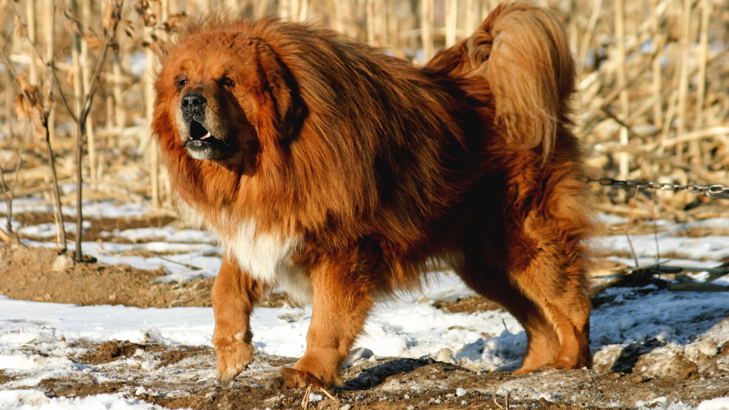 Hairballs in cats and dogs – Why it happens and how to prevent it!