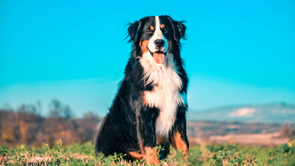 Health benefits of 3 New Zealand ingredients for pets