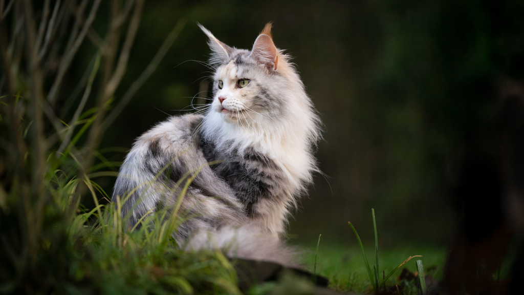 Shine from Within: These 3 Natural Ingredients Can Help Boost Your Cat’s Natural Beauty