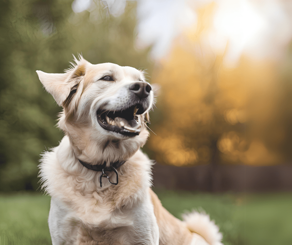 Aging Gracefully: Common Health Concerns in Senior Dogs & How to Help - Addiction Pet Foods USA