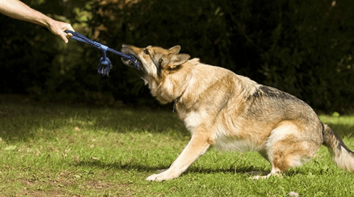 Big Paws, Big Fun: Perfect Exercises for Large Breed Dogs at Home and Outdoors - Addiction Pet Foods USA
