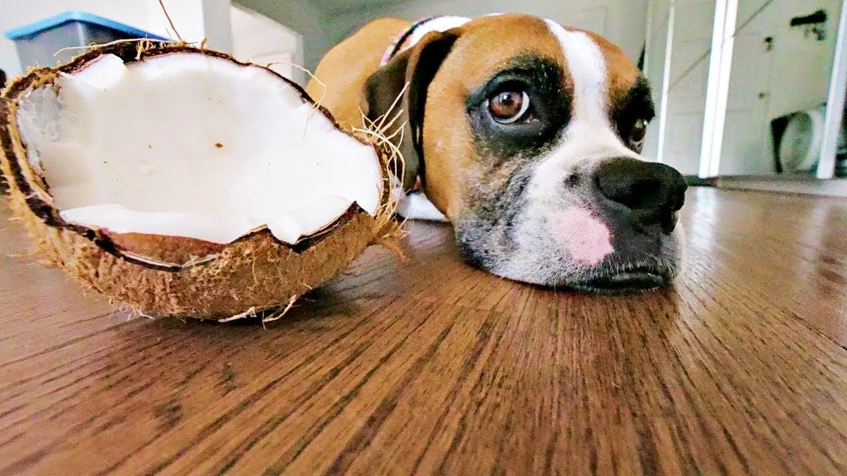 Coconut Oil - A Natural Solution for a Dog's Skin and Coat Health - Addiction Pet Foods USA