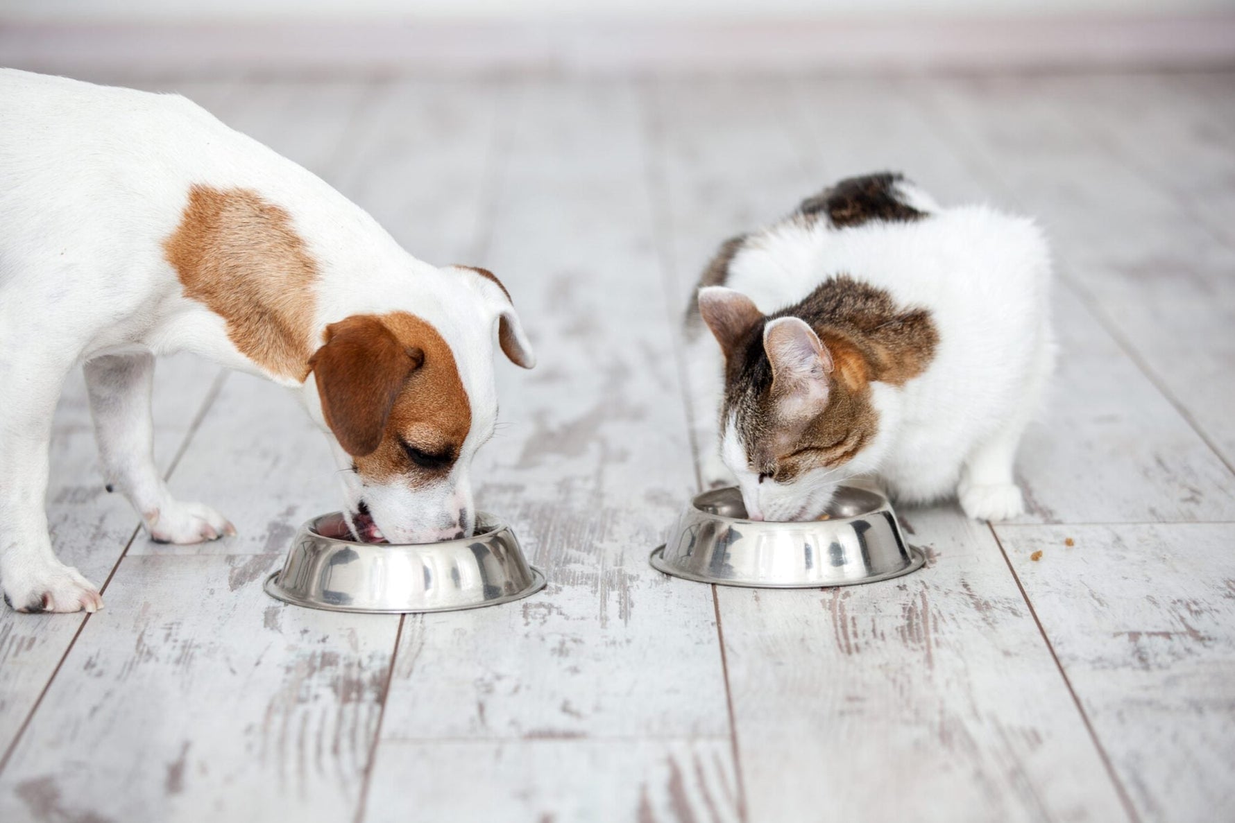 Gut Health in Dogs and Cats: Why It Matters More Than You Think
