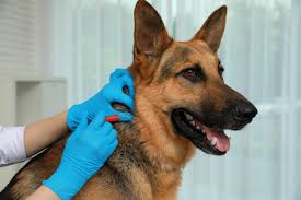 How to Improve Your Dog’s Skin and Coat Health – Anywhere, Anytime - Addiction Pet Foods USA