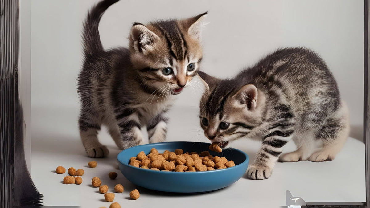 Is Your Kitten Eating Right? 7 Essential Tips for a Healthier, Happier Cat - Addiction Pet Foods USA
