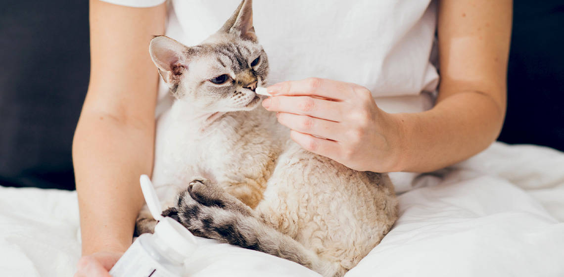 Prebiotics for Optimal Coat Health: How Gut Health Impacts Your Cat’s Fur - Addiction Pet Foods USA