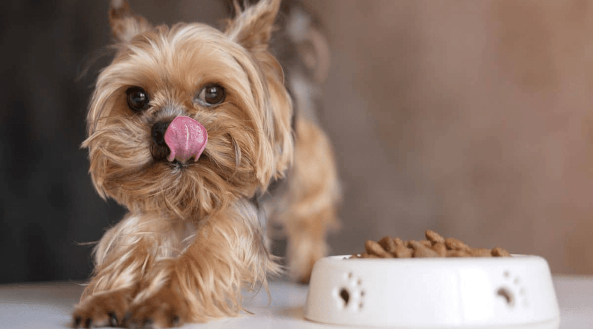 Tailoring Nutrition for Popular Small Breeds - Addiction Pet Foods USA