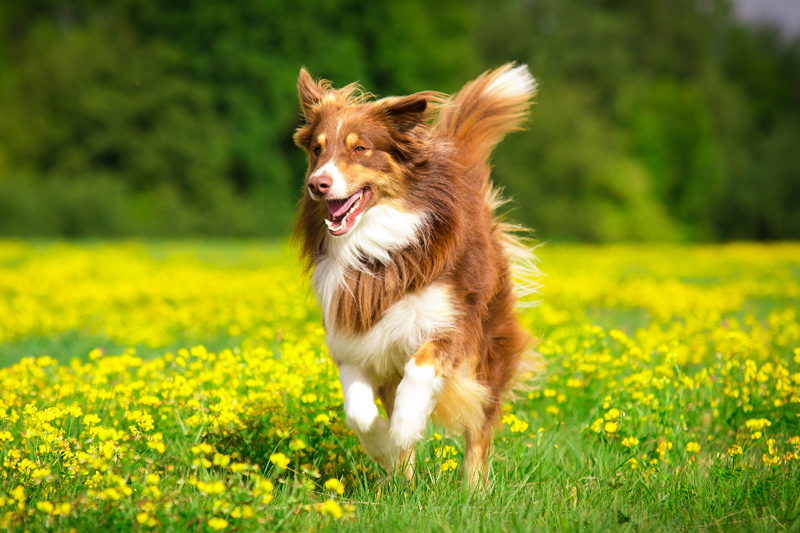 The Benefits of Chelated Minerals - A Perfect Blend of Nature and Science for Your Pet - Addiction Pet Foods USA