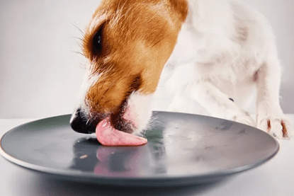 The Science Behind Fresh Meat - Addiction Pet Foods USA