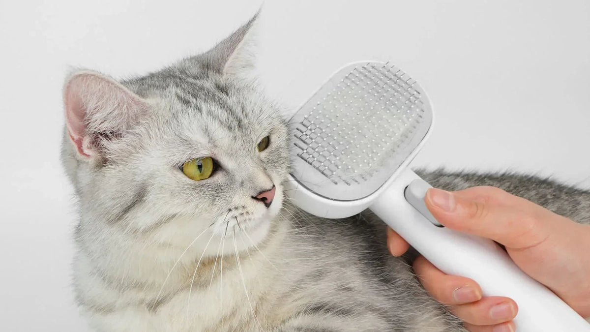The Ultimate DIY Cat Grooming Guide: Essential Tools & How to Use Them - Addiction Pet Foods USA