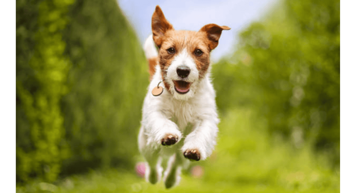 Tiny Tummies, Big Needs: The Importance of Small Breed-Specific Food - Addiction Pet Foods USA