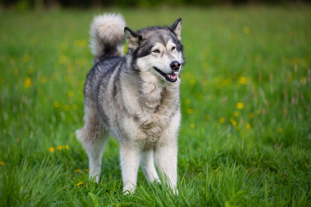 Tips for Healthy Skin and Coat Care in Adult Dogs and Puppies - Addiction Pet Foods USA