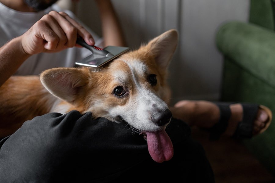 Tips for Healthy Skin and Coat Care in Adult Dogs and Puppies - Addiction Pet Foods USA
