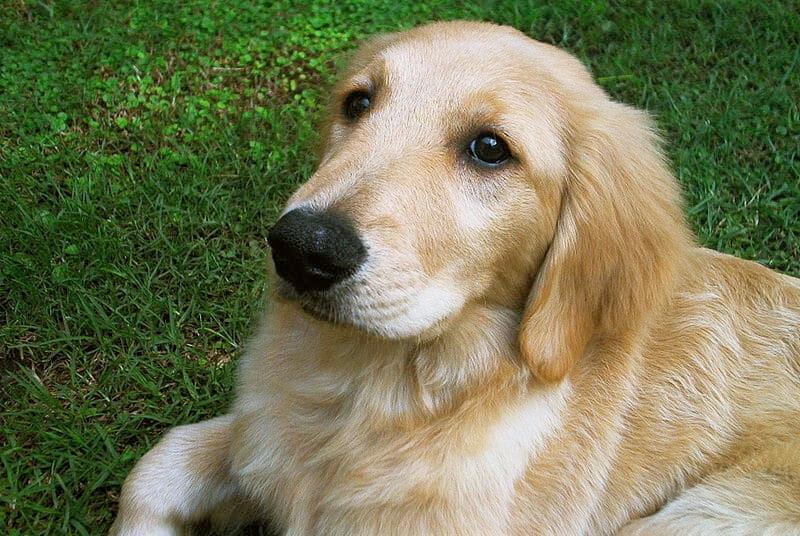Breed Highlight – Golden Retriever Facts and Things to Know