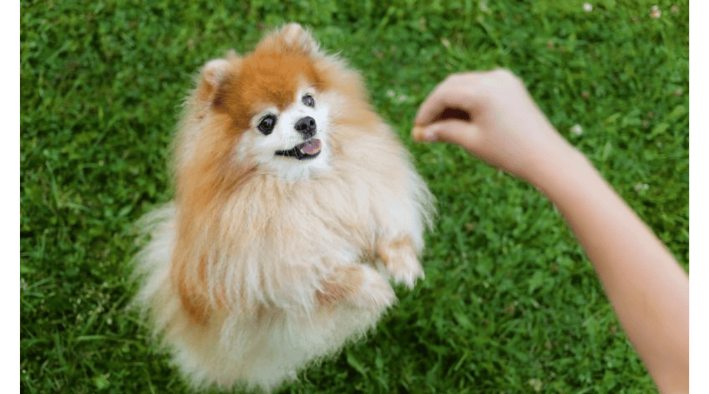 Top 5 Health Issues in Small Dogs and How to Prevent Them