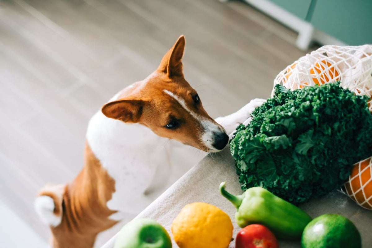 Top Superfoods for a Shiny Coat & Healthy Skin in Dogs - Addiction Pet Foods USA