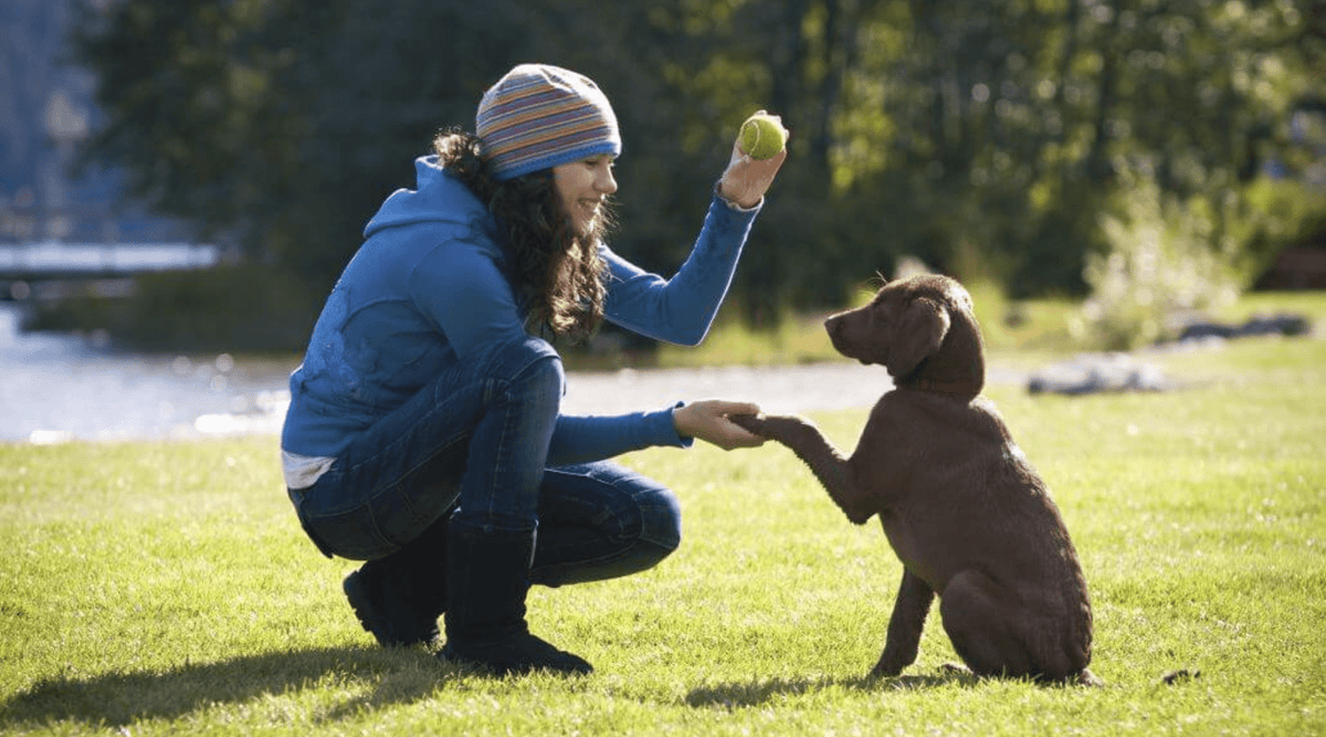 Tricks for Large Dogs: Essential Skills Every Big Pup Should Learn - Addiction Pet Foods USA