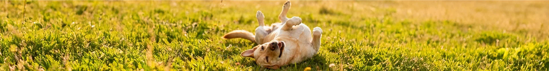 Sensitive Care for Dogs