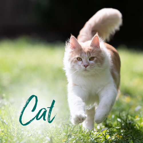 Cat Food