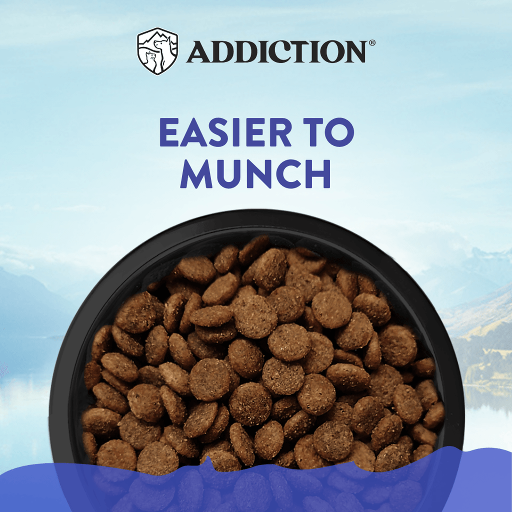 Fda Dog Food Dcm Safe Fda Dog Food Brands Associated With Dcm Dcm