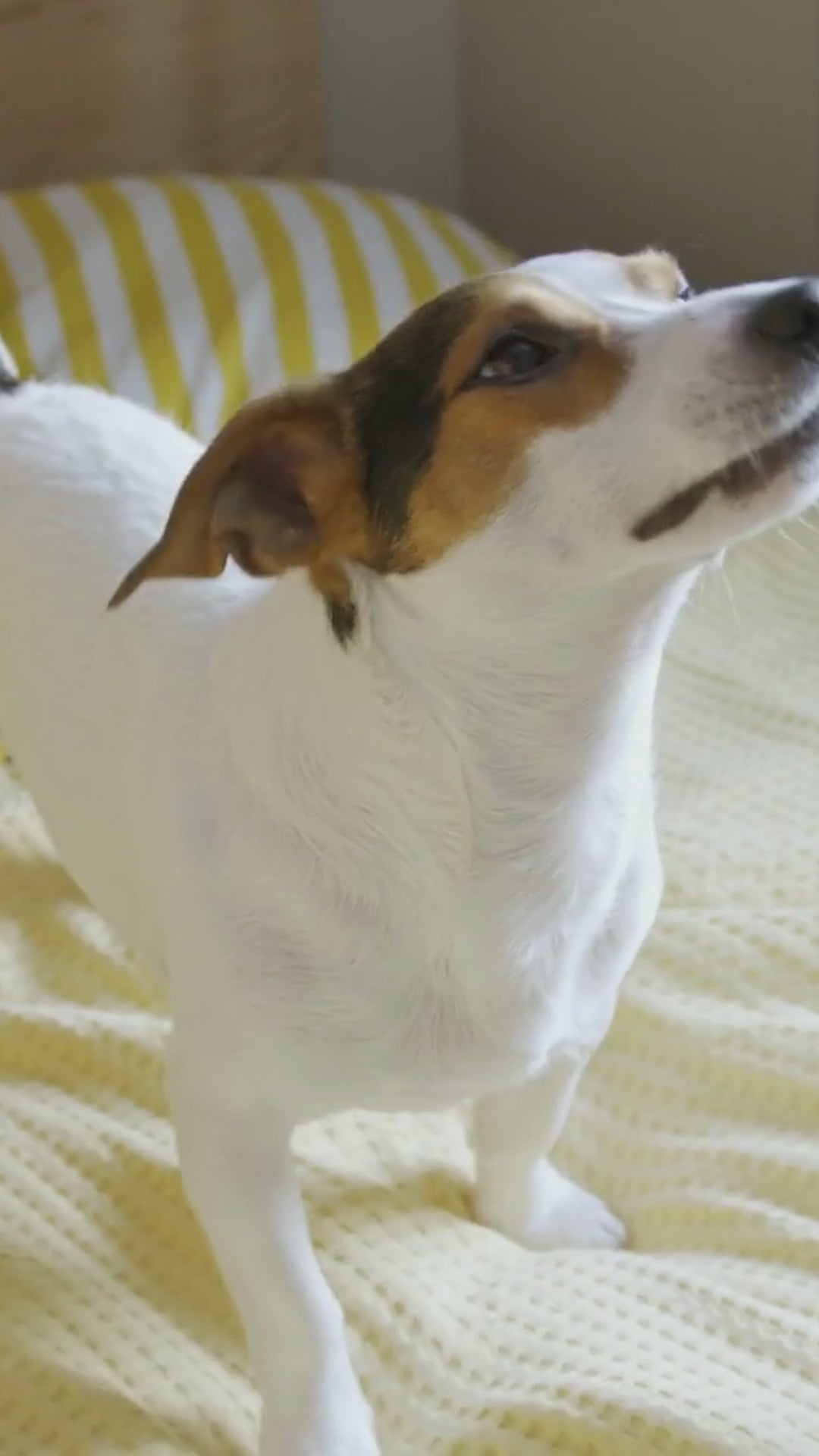 Discover Addiction's Wild Kangaroo & Apples dry dog food. Made with real kangaroo meat, it's high in protein, low in fat, and packed with antioxidants. Grain-free and enriched with coconut oil, it supports your dog's health and vitality. Try it today!