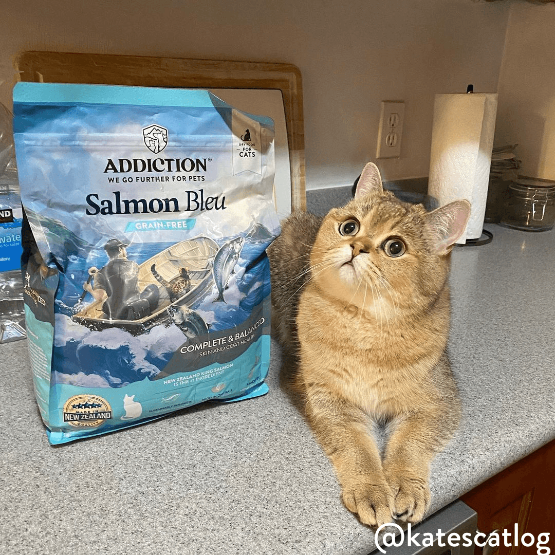 Salmon Bleu Dry Cat Food - Trial Pack Bundle of 12 - Addiction Pet Foods USA
