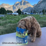 Steakhouse Beef & Zucchini Air-Dried Dog Food - Addiction Pet Foods USA