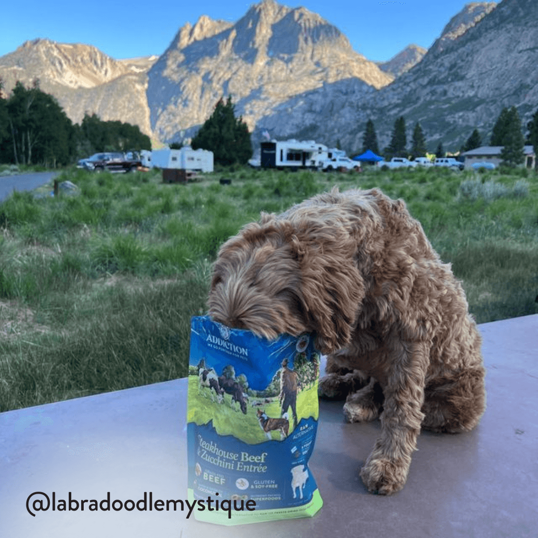 Steakhouse Beef & Zucchini Air-Dried Dog Food - Addiction Pet Foods USA
