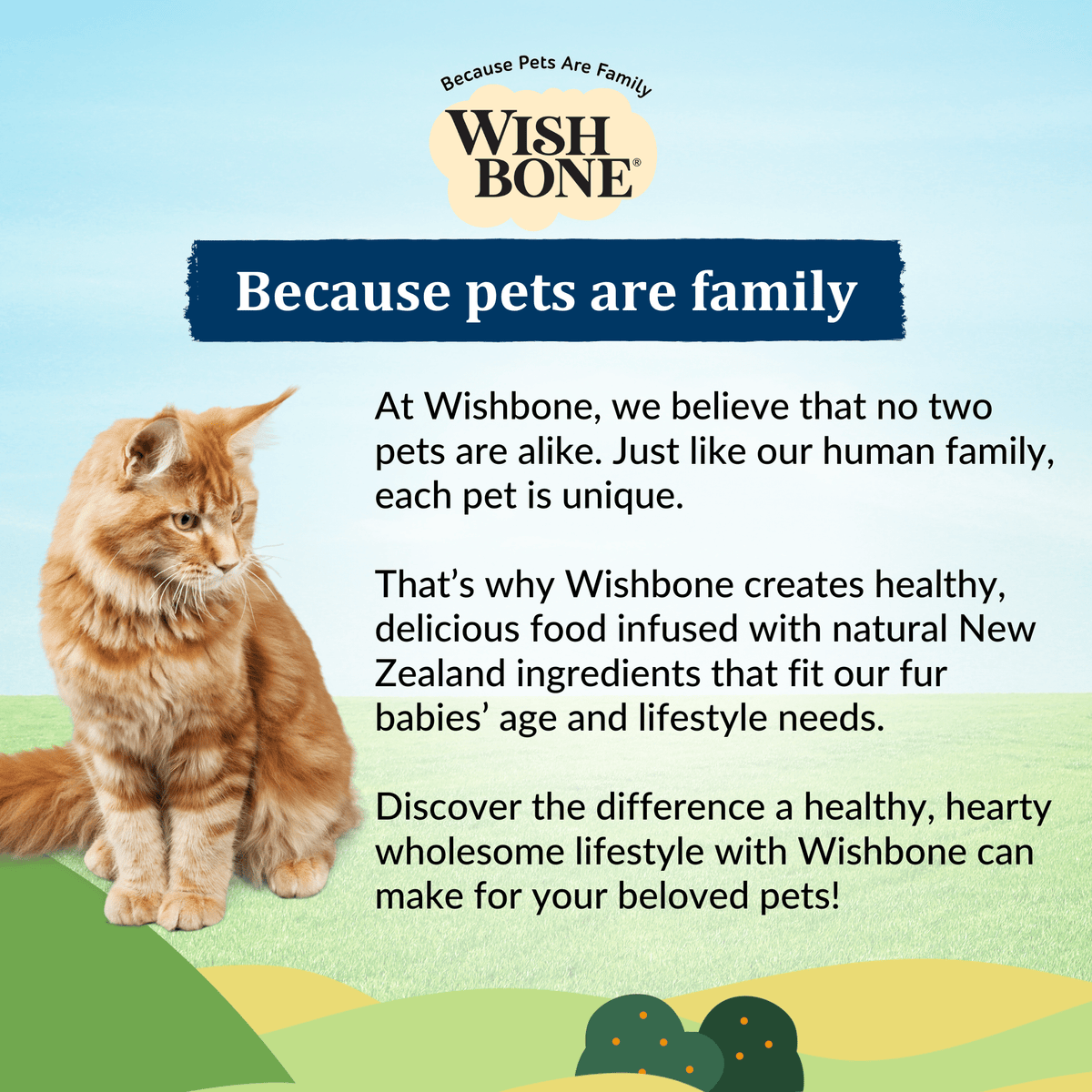 Wishbone Dry Cat Food Trial Pack Bundle - Addiction Pet Foods USA