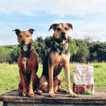 Wishbone Graze Beef and Lamb Dry Dog Food - 4lb - Addiction Pet Foods USA