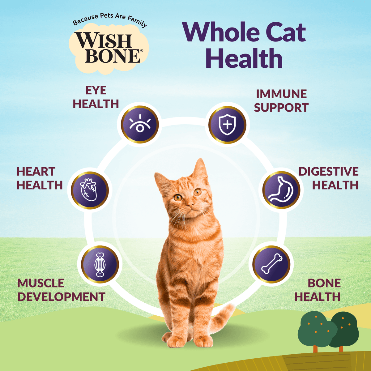 Wishbone Ocean for Cats New Zealand King Salmon - Pack of 12 - Addiction Pet Foods USA