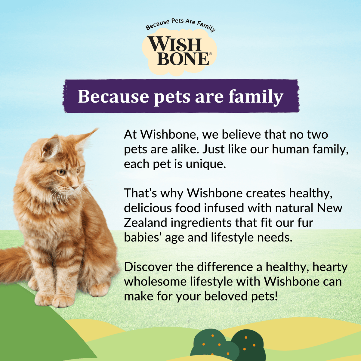 Wishbone Ocean for Cats New Zealand King Salmon - Pack of 12 - Addiction Pet Foods USA